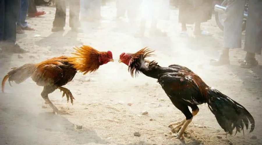 Tìm hiểu chi tiết về đá gà Thomo nổi tiếng